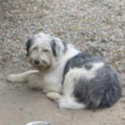 Blanding af racer Valdemar