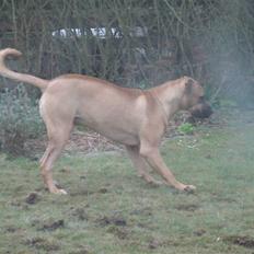 Blanding af racer Balder