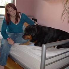 Rottweiler senna(aflivet d 12/1-09)