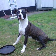 Amerikansk staffordshire terrier freja a