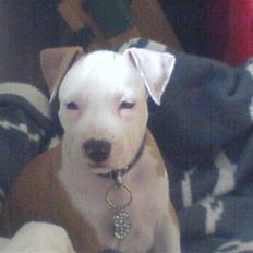 Amerikansk staffordshire terrier Kato *SOLGT* :`(