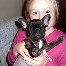 Fransk bulldog Tyson *Død*