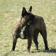 Fransk bulldog Tyson *Død*