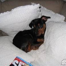 Dvaergpinscher Curtis