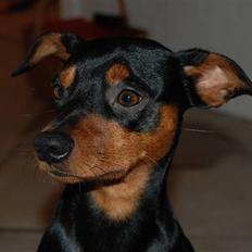 Dvaergpinscher Curtis