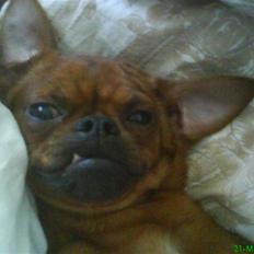 Griffon petit brabancon Rasmus - Hvil i fred :´(