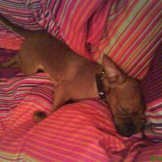 Griffon petit brabancon Rasmus - Hvil i fred :´(