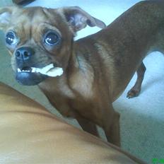 Griffon petit brabancon Rasmus - Hvil i fred :´(