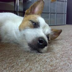 Jack russell terrier Milo