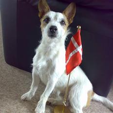 Jack russell terrier Milo