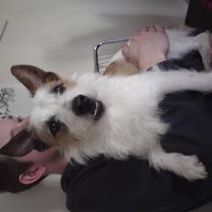 Jack russell terrier Milo