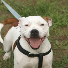 Staffordshire bull terrier Pil (Staffjoy's Kyomi)