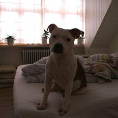 Staffordshire bull terrier Pil (Staffjoy's Kyomi)