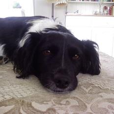 Blanding af racer Kalimera