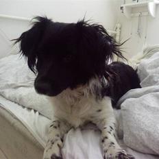 Blanding af racer Kalimera