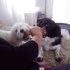 Blanding af racer Kalimera