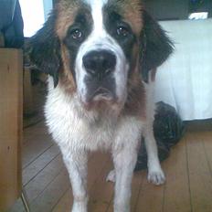 Sankt bernhardshund R.I.P Klunte