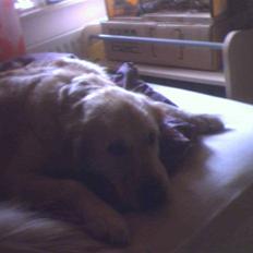 Golden retriever Rosie<3