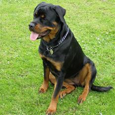 Rottweiler Emma R.I.P.