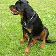 Rottweiler Emma R.I.P.