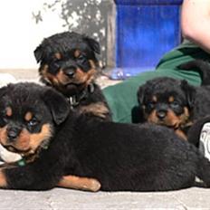 Rottweiler Emma R.I.P.