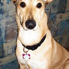 Blanding af racer Coco