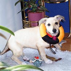 Blanding af racer Coco