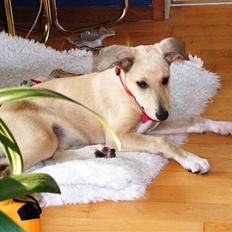 Blanding af racer Coco