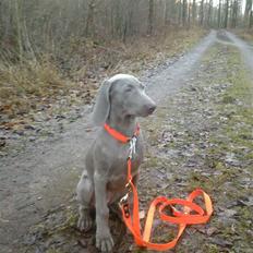 Weimaraner Baghera
