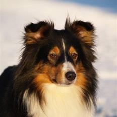 Shetland sheepdog Zinnia