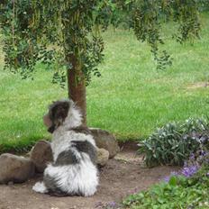 Petit basset griffon wendéen Chouan Eliana