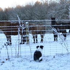 Border collie Staunsbjerg's Pasha