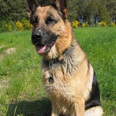 Schæferhund Felia R.I.P.
