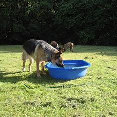 Schæferhund Felia R.I.P.
