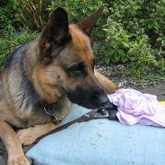 Schæferhund Felia R.I.P.