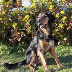 Blanding af racer Luna