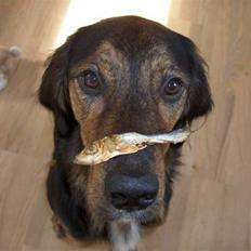 Blanding af racer Luna