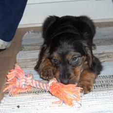 Blanding af racer Luna