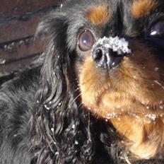 Cavalier king charles spaniel Vega