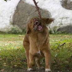 Nova scotia duck tolling retriever Shaggy tollers Cigi happy