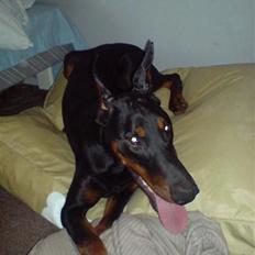 Dobermann Echo *solgt* :'(