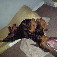 Dobermann Echo *solgt* :'(