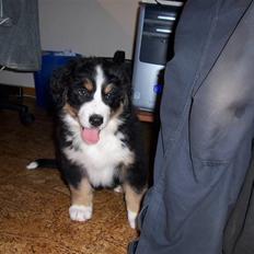 Berner sennenhund Freja