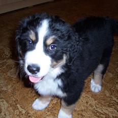 Berner sennenhund Freja