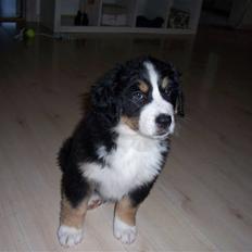 Berner sennenhund Freja