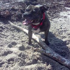 Staffordshire bull terrier tais