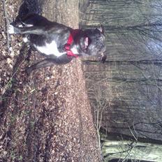 Staffordshire bull terrier tais