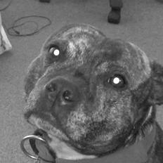 Staffordshire bull terrier tais