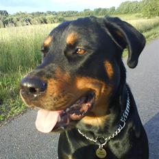 Blanding af racer Kira