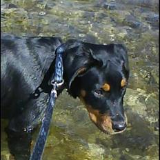 Blanding af racer Kira